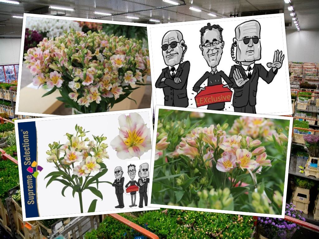 SupremeSel's tweet photo. This week, only available @hilverdadeboer --> spray #Alstroemeria Ballet from @SupremeSel https://t.co/39vKDZtI7j