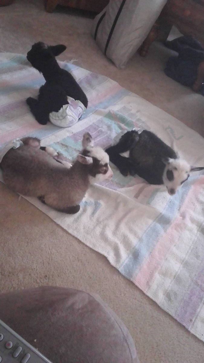 SherryTenney's tweet photo. Bottle baby lambs
#bottlelambs#finnsheep https://t.co/PPR4wdYjpO