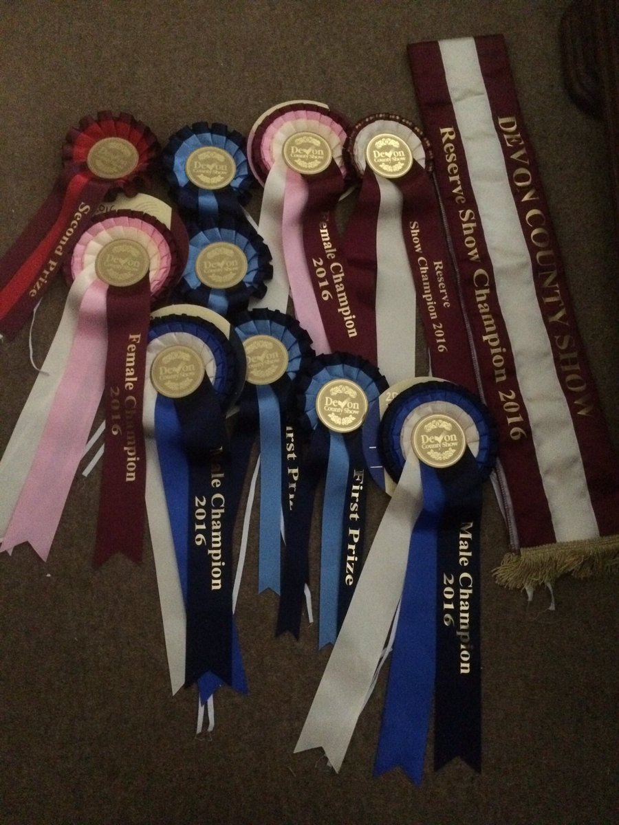 SilverAlpacas's tweet image. #Devoncounty #alpacas