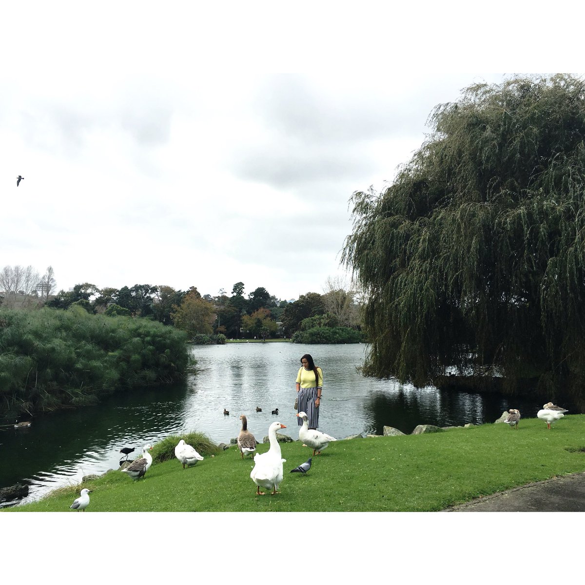 rizajoyish's tweet photo. 🐦🍃🍂🌧 https://t.co/KoZvoXys8a