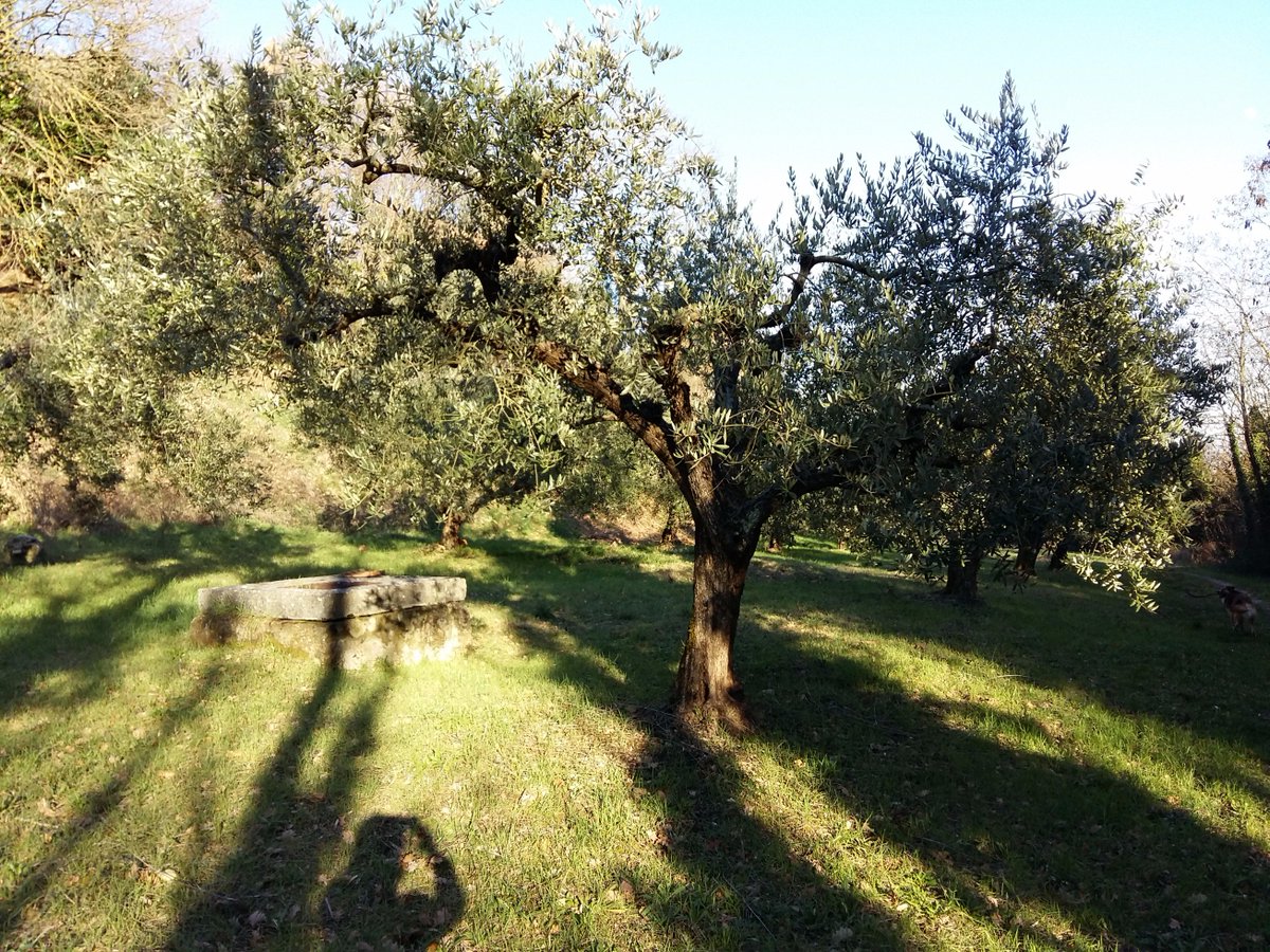 buyitalianfood's tweet photo. Adopt an olive tree in Italy 
https://t.co/4imYnjLrhp
#italianfood #adoptanolivetree https://t.co/JYm6d62cEg