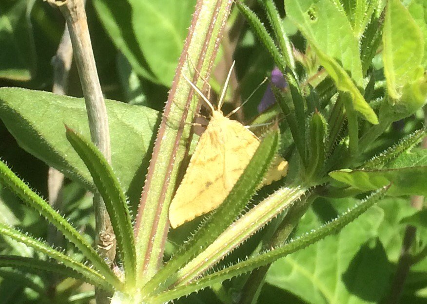 Calybites's tweet photo. Yellow Belle (Semiaspilates ochrearia) flying on sunny Portland Bill today with Dingy Skippers #VC9 @PortlandBirdObs https://t.co/LdRS04lkxk