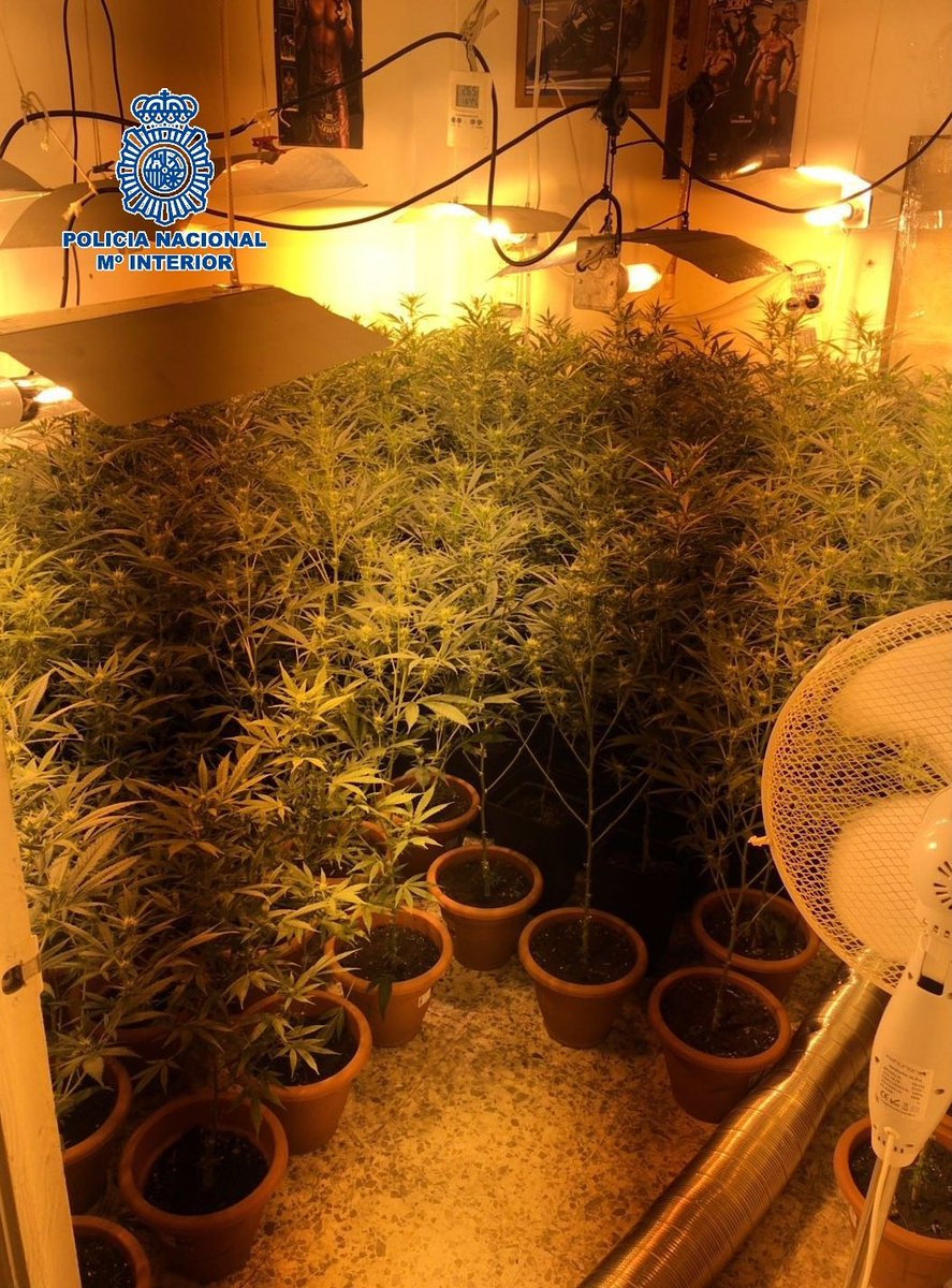 policia's tweet photo. ¡Estas plantitas te van a dar muchos problemas, mejor geranios😉! Desmantelada plantación de marihuana en #Antequera https://t.co/3UpBFZGZTf