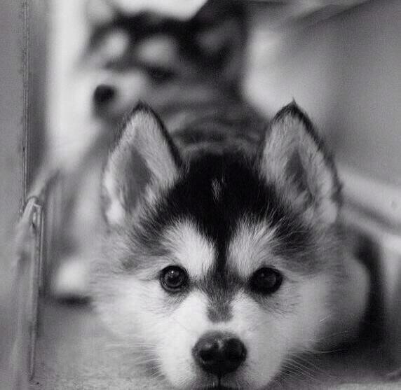 Husky husky husky!