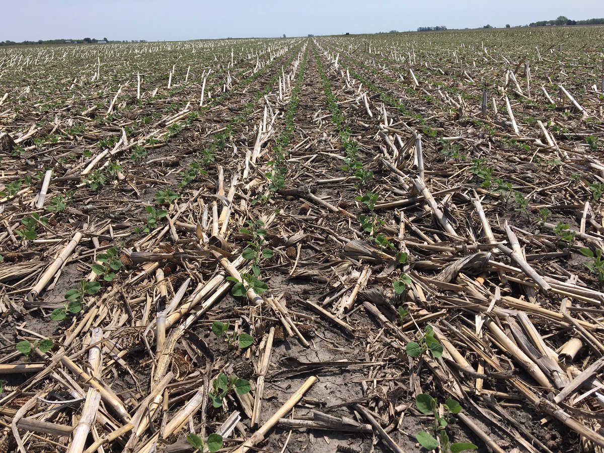 dhfinc's tweet photo. Some very nice Apr planted @DuPontPioneer seed beans! #grow16 #finallywarmingup https://t.co/90z1iIFN2u