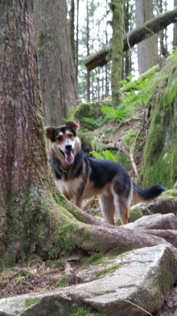MikeSerr477's tweet photo. Great long weekend #hiking with my buddy up # GoldenEars and #MunroLake . Nice when he takes me for a walk. https://t.co/2vK3aFlLSn