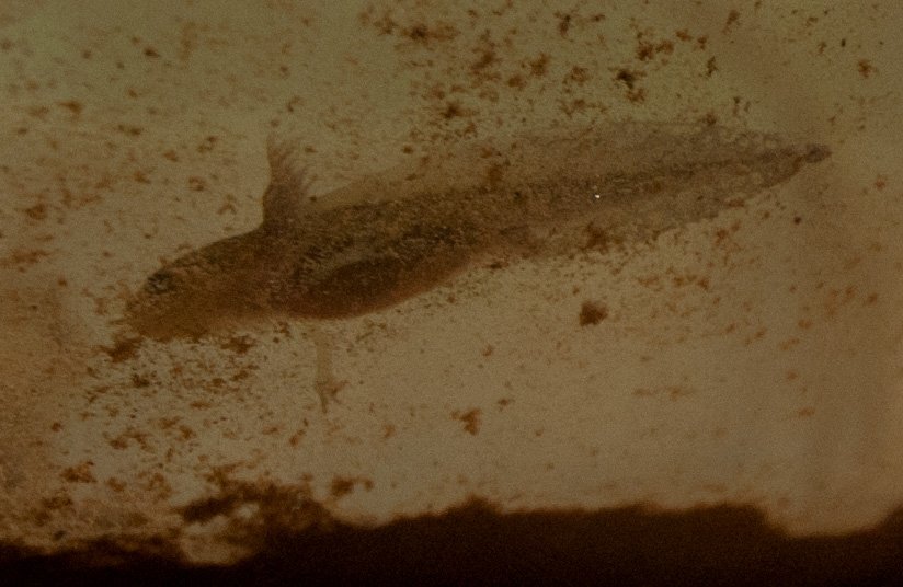 jwindh's tweet photo. @AlongsideWild @FieldEcology Missed #sendanude day- but here's some child porn for you,one of my chubby little guys: https://t.co/rvnW97KCXM