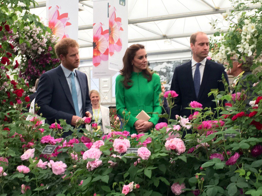 britishroyals's tweet photo. Prince William, Kate &amp; Harry take a first look inside the grand pavilion -#RHSChelsea Flower Show (via @emynash) https://t.co/lwIVVjSrzp