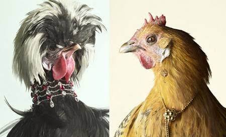 _Costello__'s tweet photo. Chickens from @NandosSA be like. " #Blessed #YouCantSitWithUs #FaceBeat #NotYourTargetMarket " https://t.co/sudsPV5EyL