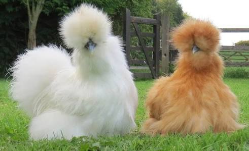 _Costello__'s tweet photo. Chickens from @NandosSA be like. " #Blessed #YouCantSitWithUs #FaceBeat #NotYourTargetMarket " https://t.co/sudsPV5EyL