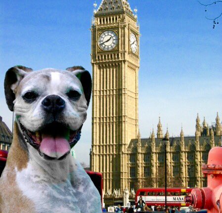 marcthevet's tweet photo. TOMORROW (TUES): Protest against puppy farming outside Parliament pls attend &amp; RT https://t.co/EcOs5pKTfH #wheresmum https://t.co/LP0LmxYMBH
