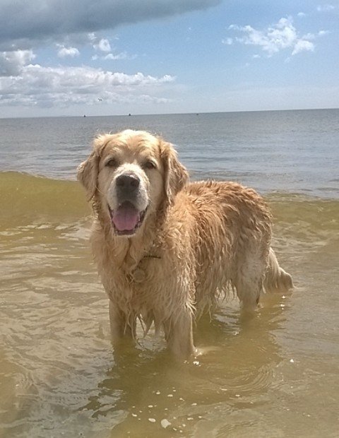 #Beach Boy! #DogsOfTwitter #GoldenRetriever #HappyAsARoomWithoutARoof