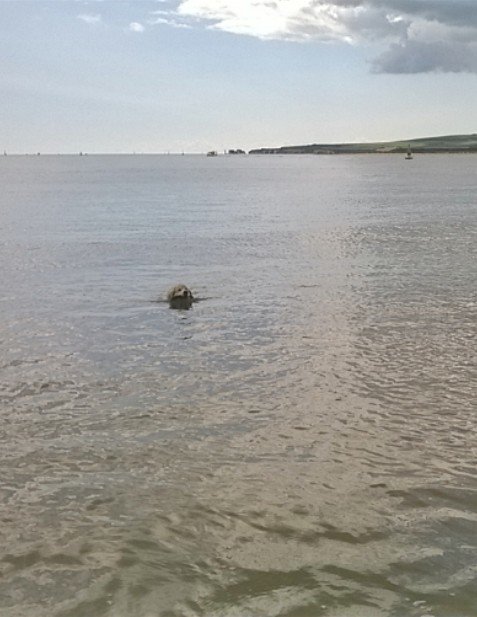 My first #swim of the year to fetch a tiny pathetic little twig.Poor stick selection at #Sandbanks blue flag beach