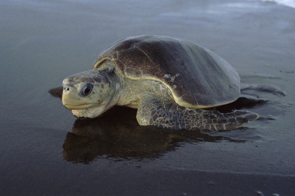 TheNatureNews's tweet photo. World Turtle day: @WWF stresses the need for concrete measures for turtle conservation https://t.co/SwkrrzLrcU https://t.co/3egqXb0D1d