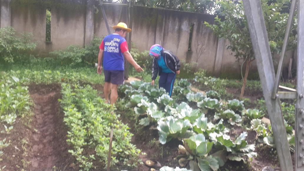 mekarjaya_sip's tweet photo. @ridwankamil @andri_darusman kebun warga yg sudah siap di panen bp Camat Rancasari .rw.10 hrs sukses berkebun https://t.co/0IkAHojzS3