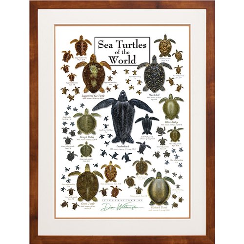 conserveturtles's tweet photo. Happy #WorldTurtleDay 🐢🌎💚 https://t.co/7k02xRqlfo