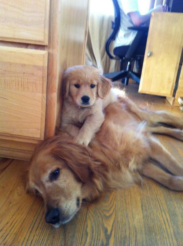 PET_SMlLES's tweet photo. Laying on mom https://t.co/aHhA2YXvhP