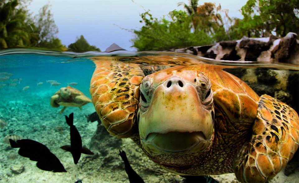 clairerendall1's tweet image. Today is #WorldTurtleDay ! Raise awareness of these fabulous creatures #TheyNeedOurHelp #conservation #ecology