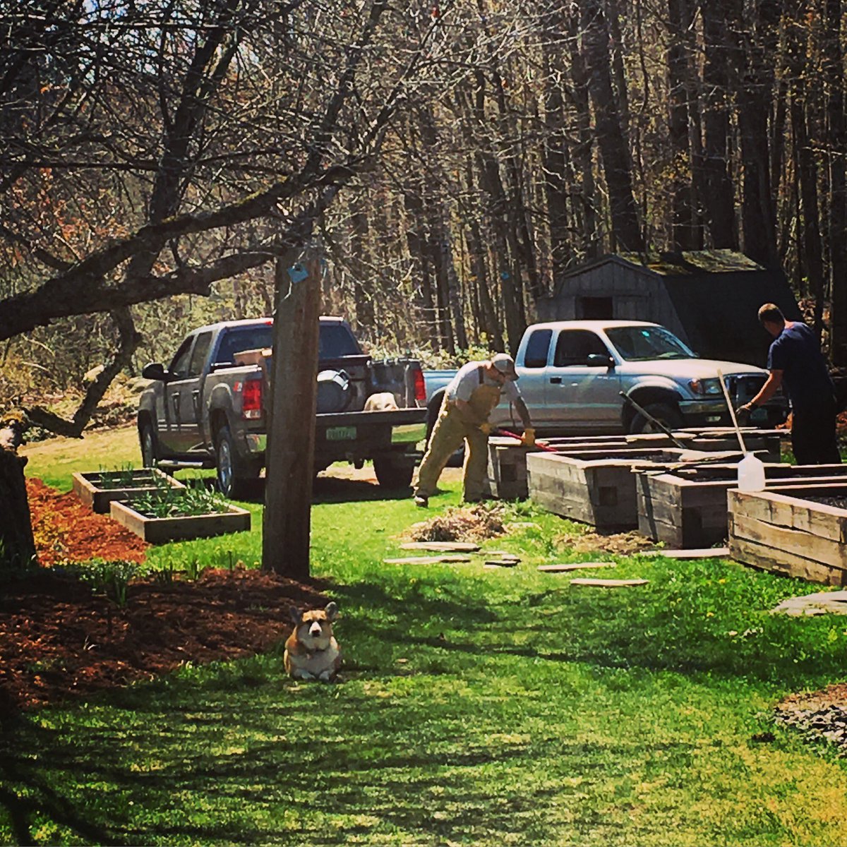 MadRiverBarn's tweet photo. Keeping those men in line is hard work, isn't it Gizmo?

#madriverbarn #vermont #corgination #springhassprung https://t.co/Om03roxSVT