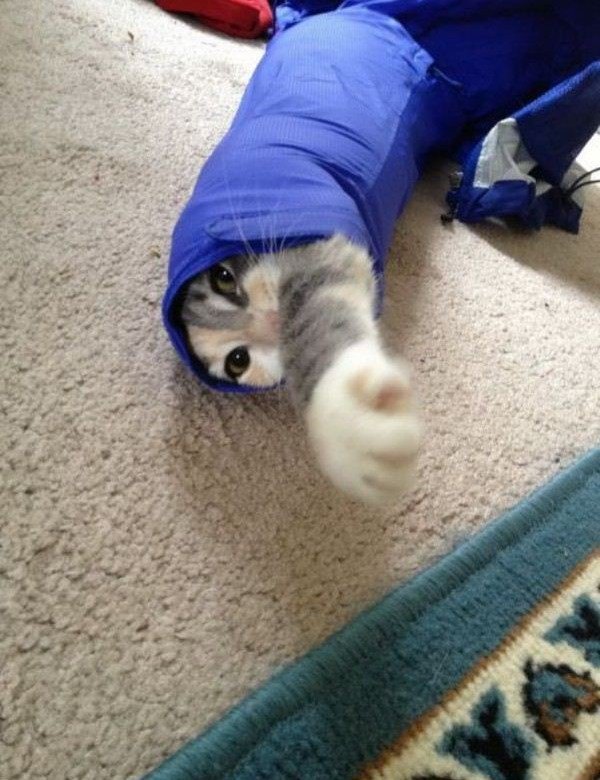 cellmotion's tweet photo. #cats #catlover #kittycat #funnycats #cutecats #lolcats #catsoftwitter https://t.co/gfdACnuL7W