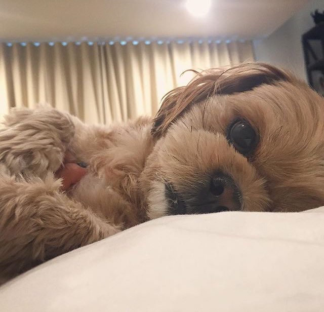 _Caleb_Clarke_'s tweet photo. I woke up to this little fuzz ball licking my face this morning @Kira_Lee_Ry https://t.co/gwAdRgSoUh