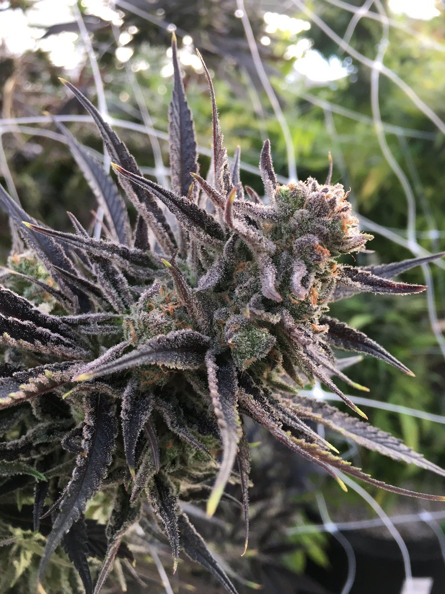 Oh hi season 2, you look trichomed to the bone. #Weediqutte
