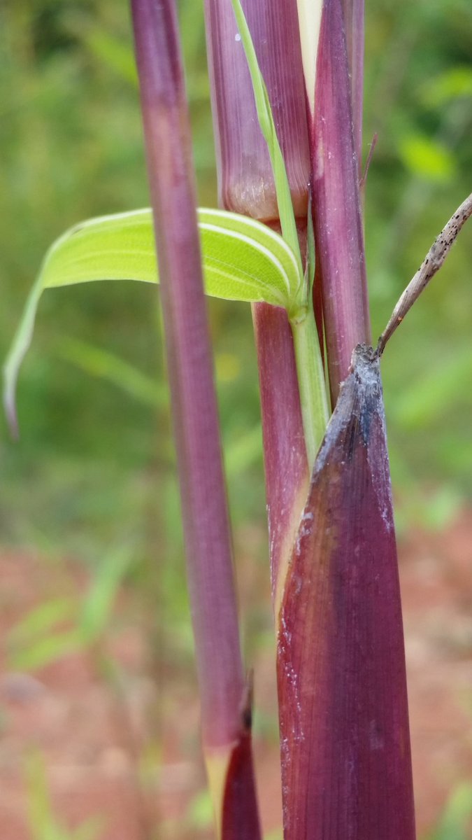 Charlotte Bamboo (BambooCharlotte) Twitter