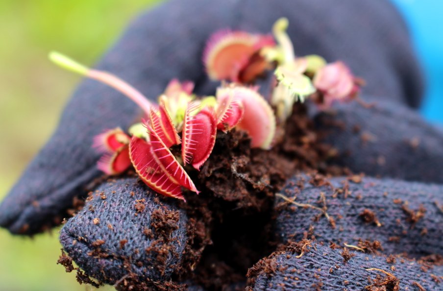 PortCityDaily's tweet photo. Carnivorous garden gets hundreds of Venus Flytraps #ilm #DukeEnergy #Care4Environment => https://t.co/EfZXmRzvPi https://t.co/O3DuhSa5fU