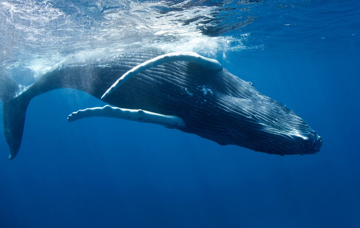 ConserveGuide's tweet image. 'Sonic Seas' - documentary into #ocean noise highlights the threat its having on marine life medium.com/natural-resour…