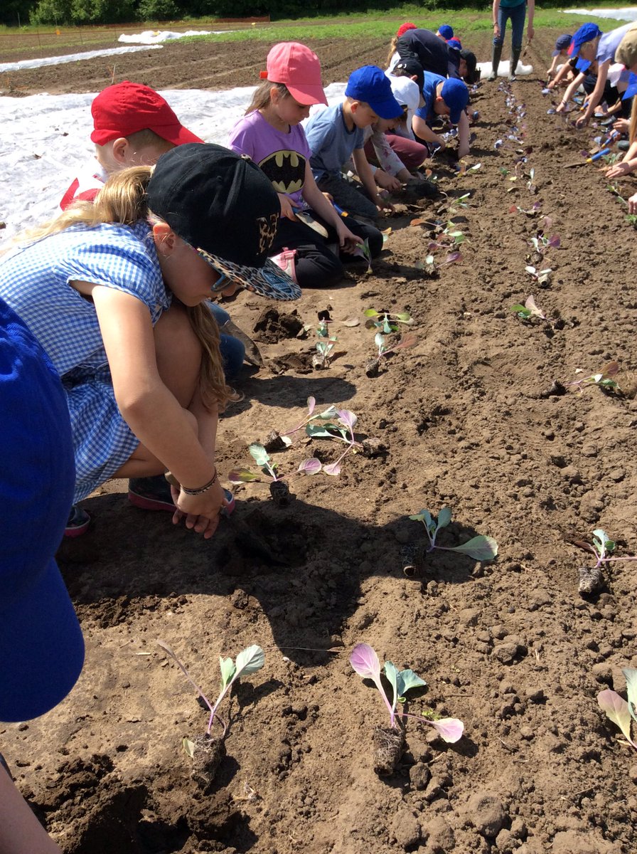 derwentclass's tweet photo. Great weather, brilliant digging &amp; even better crops to take home! Good work @derwentclass and @fossclass year 4's! https://t.co/ddkD0lcOr2