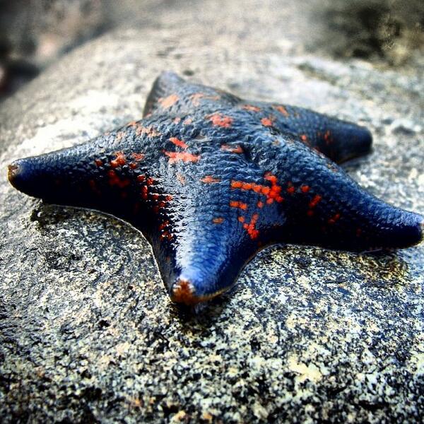 Image of a black star fish