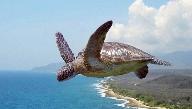PeaceLoveAndTD's tweet photo. "The higher we soar, the smaller we appear to those who cannot fly"- #Nietzsche  . #Inspiration #WorldTurtleDay https://t.co/GAOOvfvybP