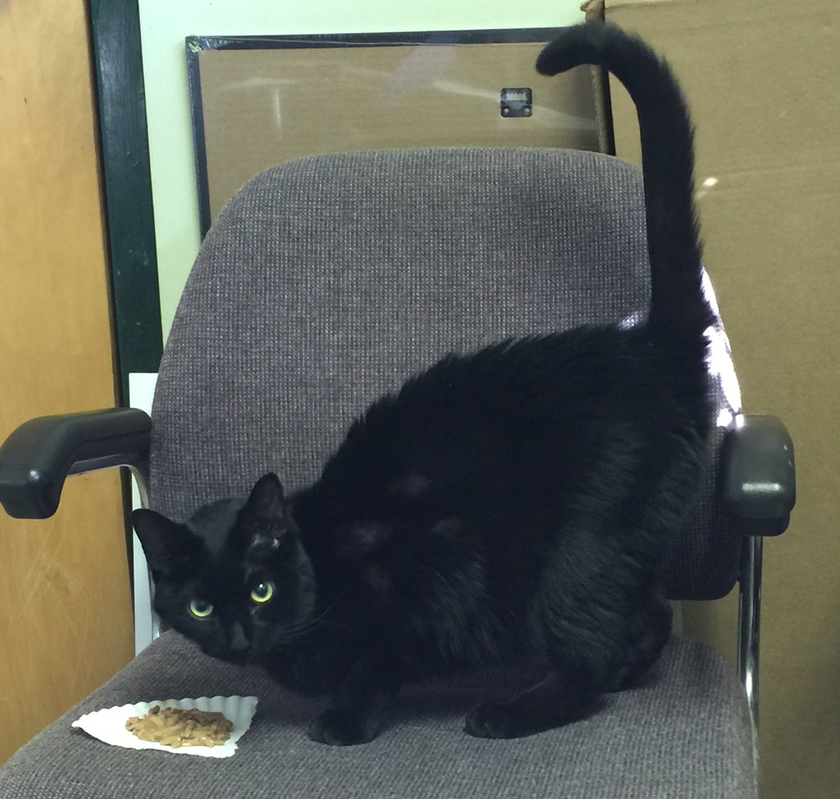 MaxytheCat's tweet photo. Our pal Cassius has a good appetite this morning #pawcircle #blackcats https://t.co/MwwIQnOOhZ