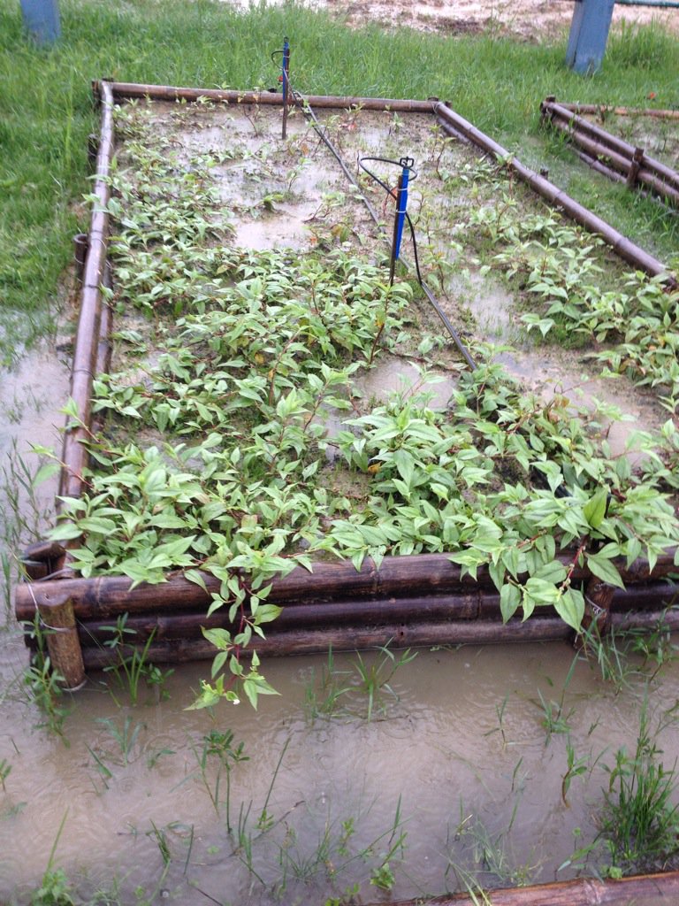 Samir_bord's tweet photo. Water logged garden but my bamboo made raised beds and selection of local greens allows me to grow food . Eat local. https://t.co/4KTqyvgpeY