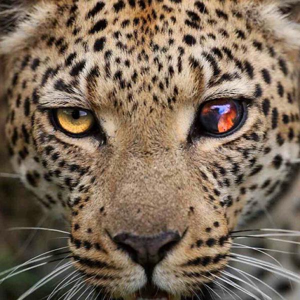 ILoveAnimaIs_'s tweet photo. A leopard with a unique eye lifts her head after a hunt in Botswana. https://t.co/JrmKeXzEcY