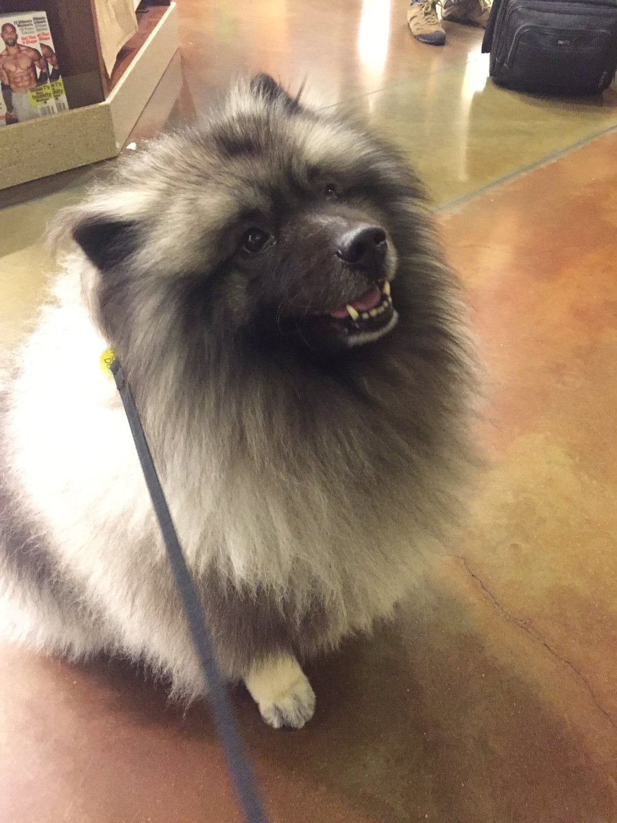 TripStyler's tweet photo. This little fluff pup (same breed as dog styler) is a therapy dog at the @SBAirport. Swoon. Bark woof. #TSTravelDay https://t.co/ZVB73JBaeU