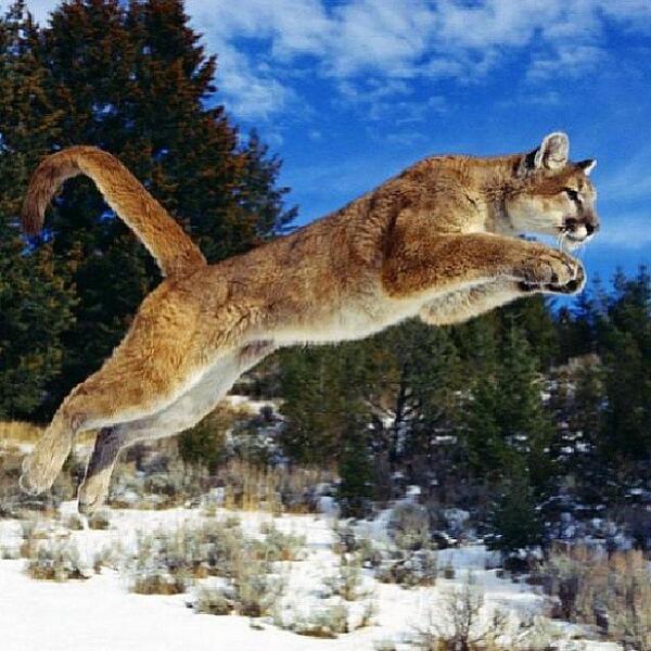 Mountain lion taking a leap of faith