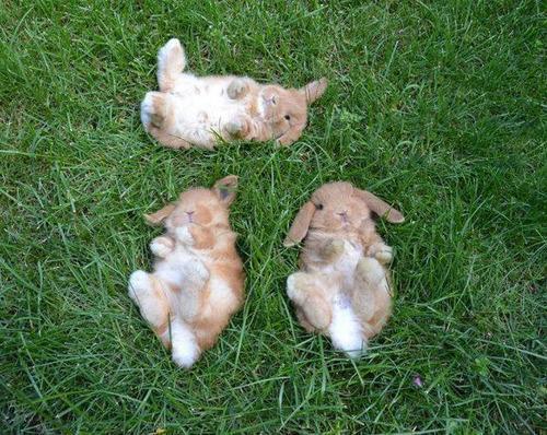 TraveIProblems's tweet image. Bunny friends watching the clouds together