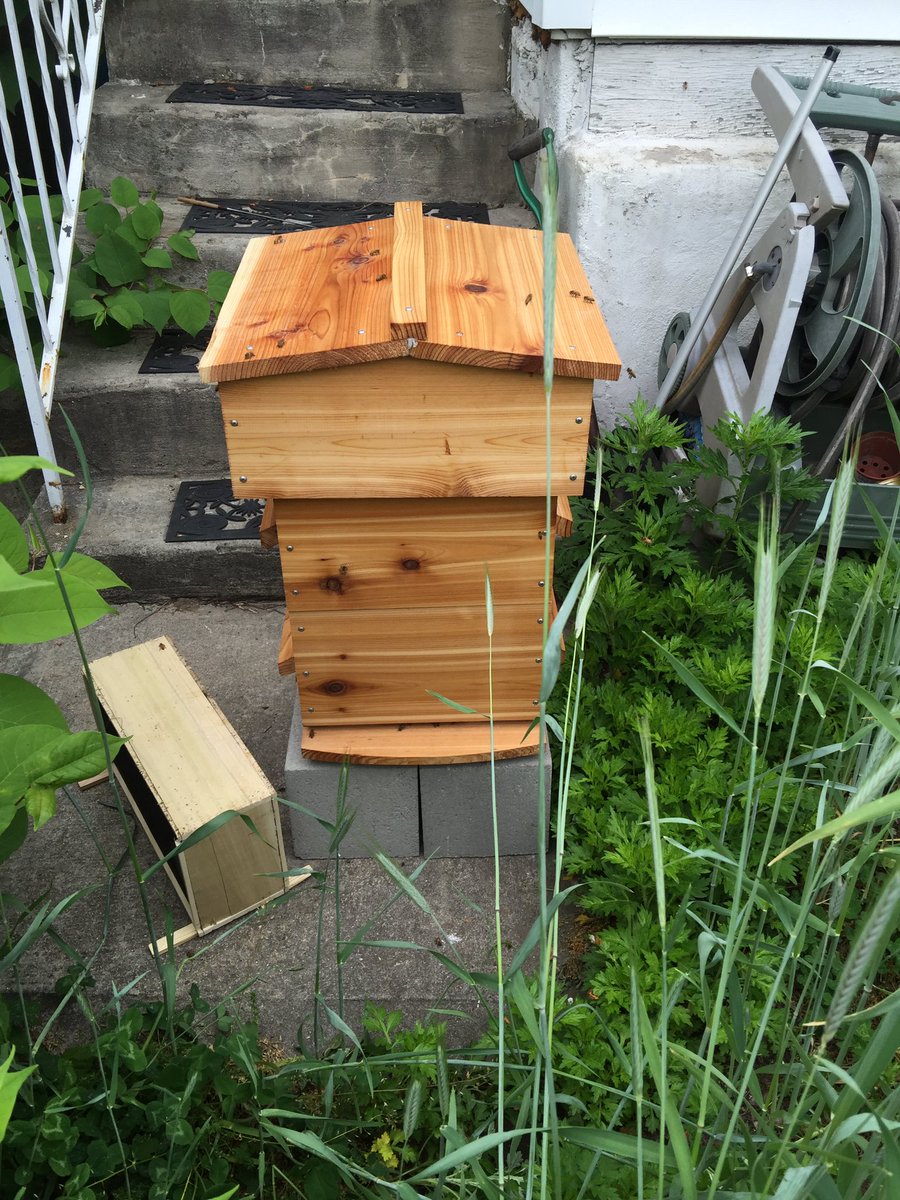 sojamfresh's tweet photo. New package installed 5/21. #urbanbeekeeping #warrehive #beethinking https://t.co/lU5rfGbeRB