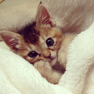 KittySmiIes's tweet photo. Tucked In! https://t.co/VtspdIg9zM