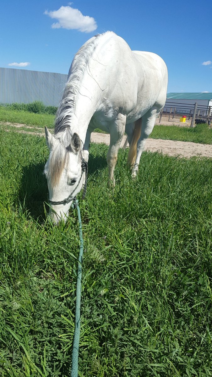 CowgirlKlein's tweet photo. Big gray mare. She's proving to be a decent show pony! #graymare #cowgirlshit #stockhorse https://t.co/feSwA8HcdT