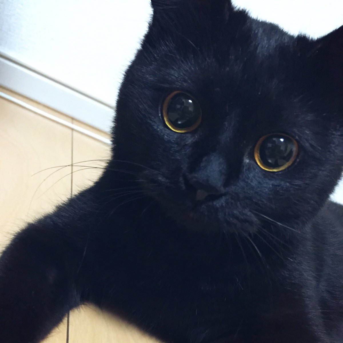 黒猫くくと三毛むぎ Ar Twitter 黒目の比重高めな顔はどうも締まりませんねくくさん