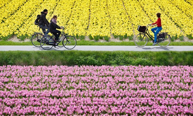 Cycling_Embassy's tweet photo. #DidYouKnow that cycling in the #Netherlands is the safest cycling in the world! #Cycling_Embassy #bikesafe https://t.co/gfnBsRRPPZ