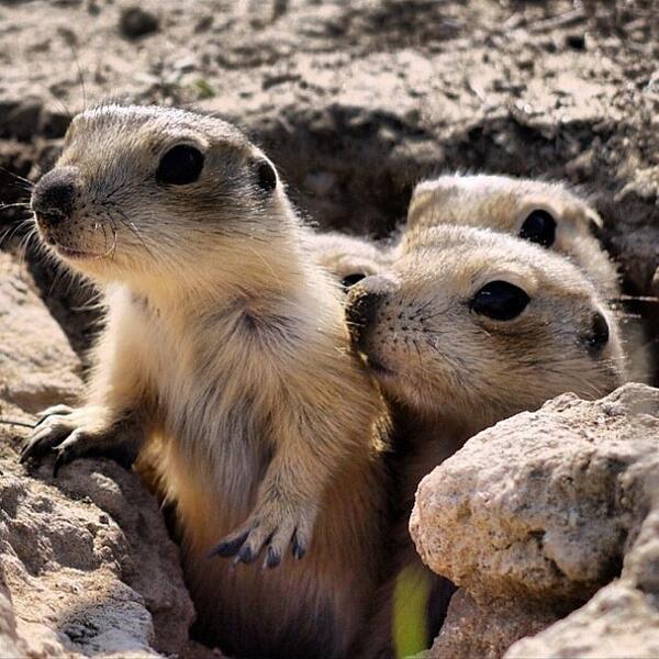 Photo0fTheDay's tweet photo. Prarie dog family https://t.co/qLTbqOPnJp