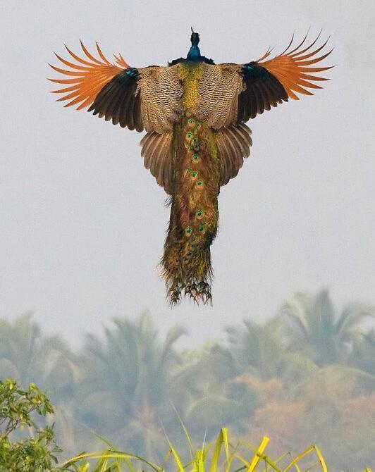 TraveIProblems's tweet image. A rare image of a peacock flying