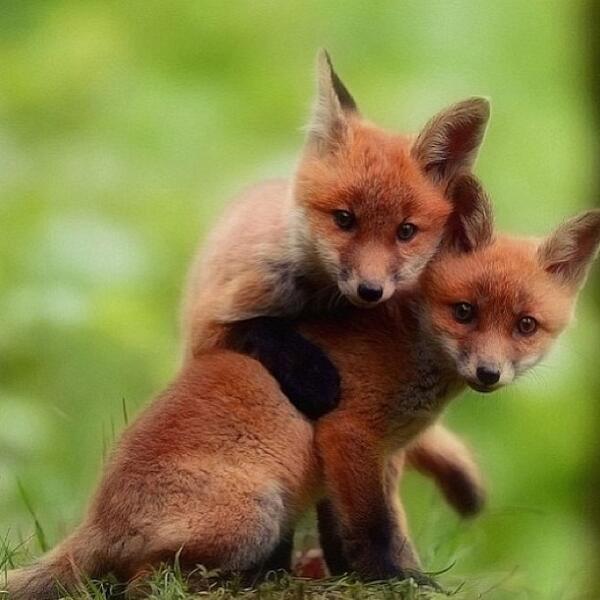 A couple fox cubs