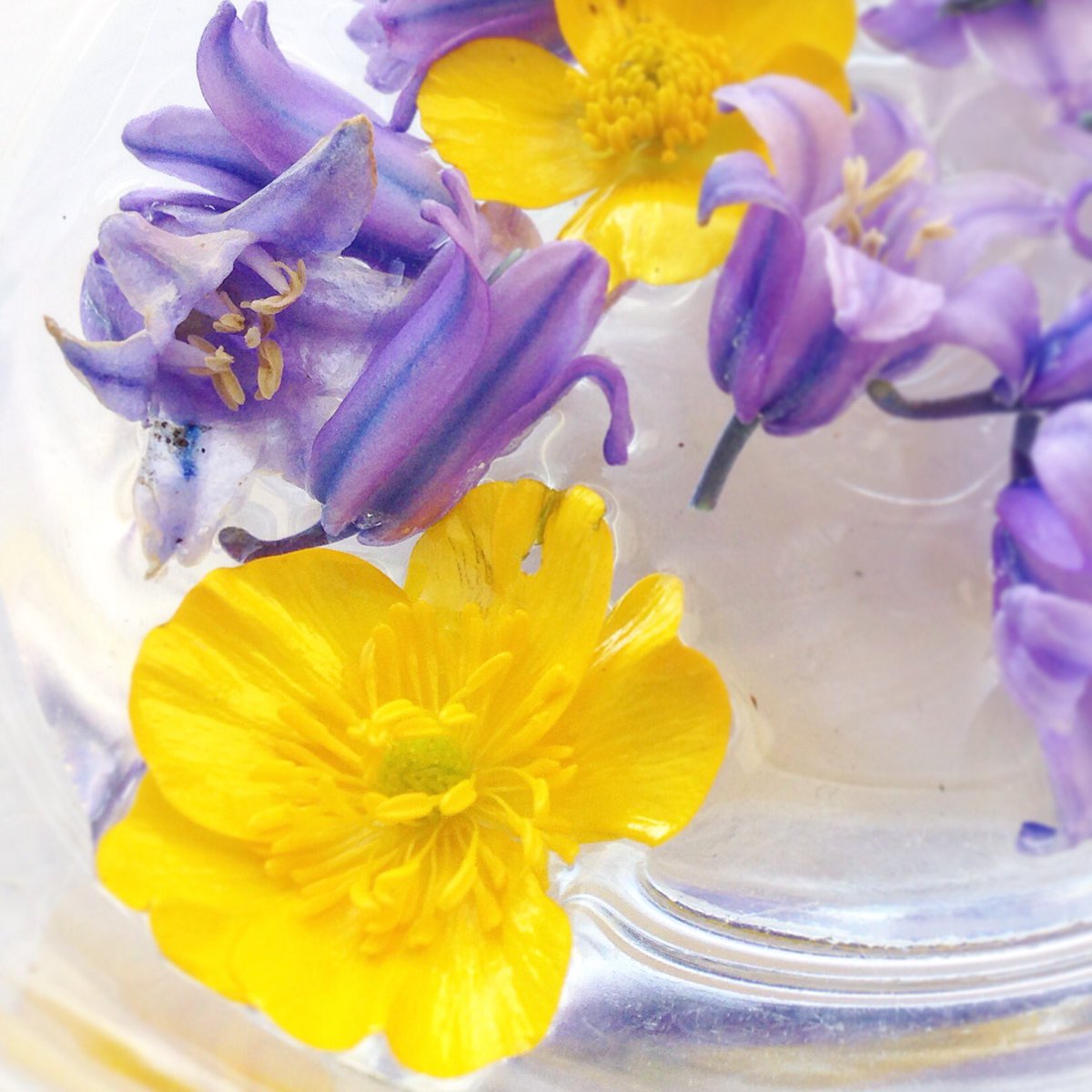EmmaCheer's tweet photo. #bluebells #bluebellsinwater #bluebellsandbuttercups #buttercup study of bluebells &amp; buttercups in a glass bowl https://t.co/3mk9kjrr1v