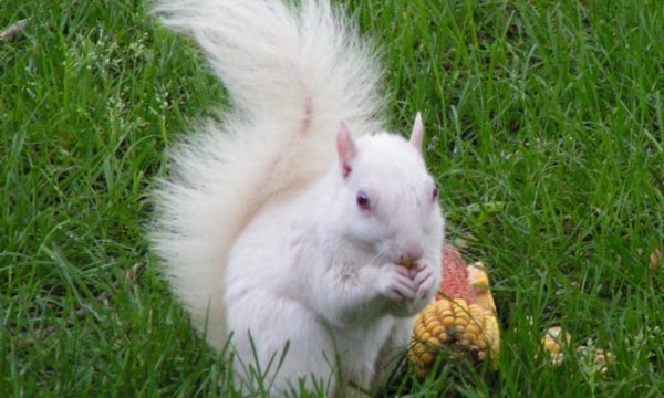 7thManSabres's tweet image. Come on!! Let the #SquirrelMagic begin!! Let's Go @StLouisBlues @16_Bit_Legends Bringing out the big guy tonight!