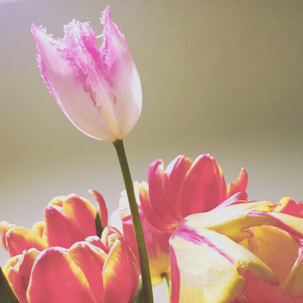 ingridkue's tweet image. Happy Victoria Day!
#MayLongWeekend #2016 #TulipsinSpring
#YYC #photographer fun #iphonography