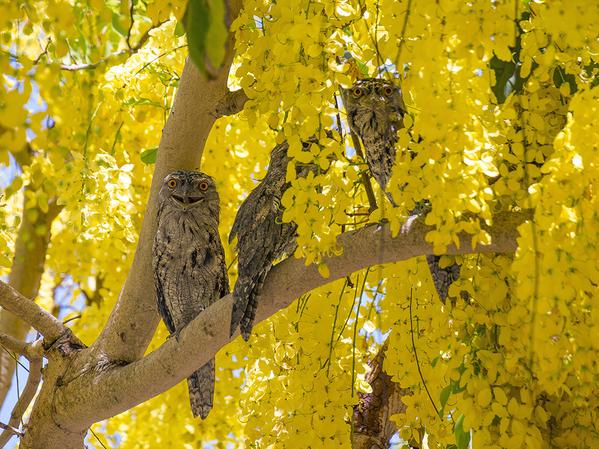 Photo0fTheDay's tweet photo. These are called Tawny Frogmouths https://t.co/3YuZoWmxuh